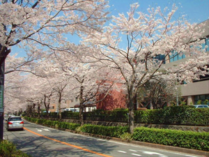 Spring in Yokohama Cherry Blossom